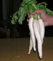 Indian Radish